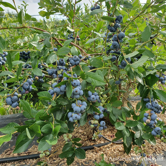 Šilauogė Bluecrop (trimetė)