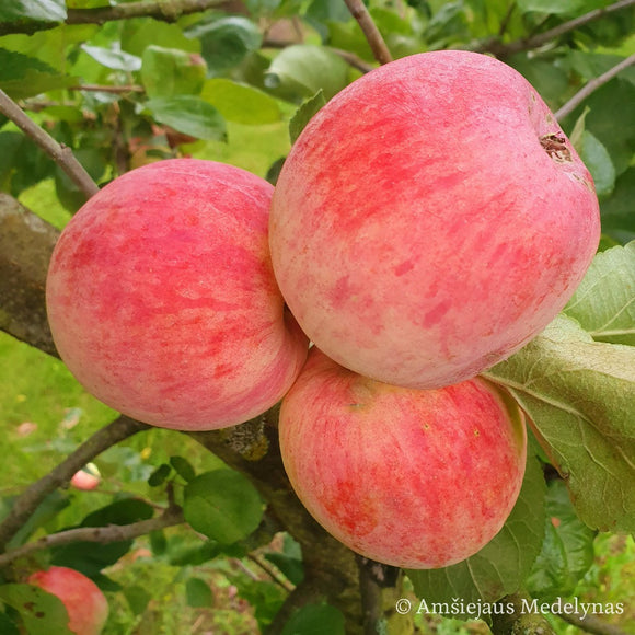 Vasarinė obelis Piros