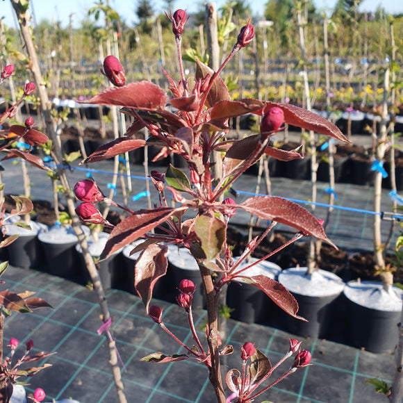 Rojaus obelis Rojalty