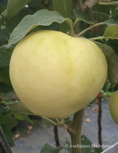 Vasarinė obelis Baltasis alyvinis