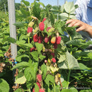 Vasarinė avietė Przehyba (pakuotė 5 vnt. + 1 vnt. dovanų)-7