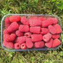 Vasarinė avietė Przehyba (pakuotė 5 vnt. + 1 vnt. dovanų)-5