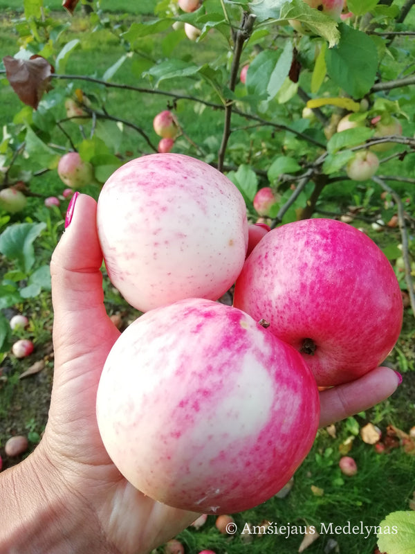 Vasarinė obelis Avietinis