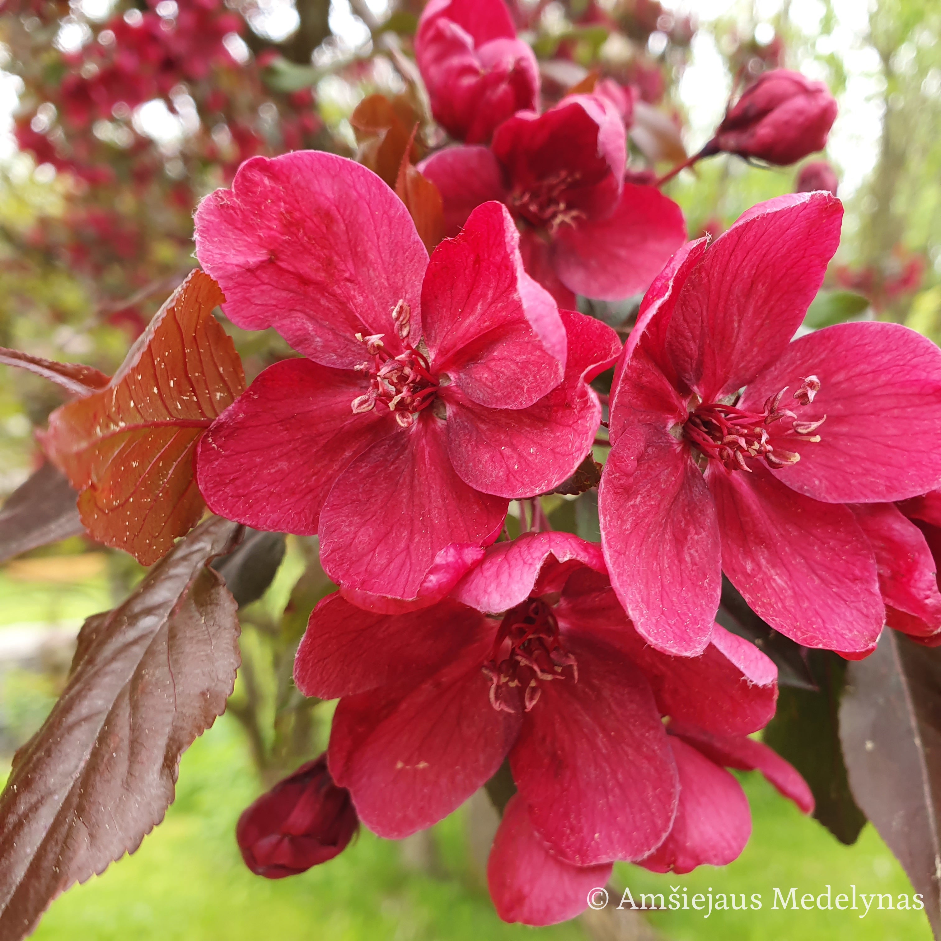 Rojaus obelys ir sakuros