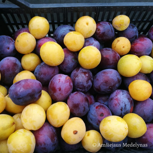 Slyva Čačana Rana (vazone)