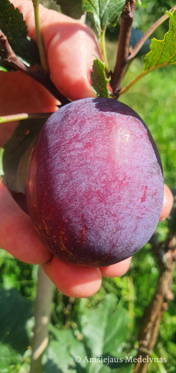 Slyva Čačana Rana (vazone)