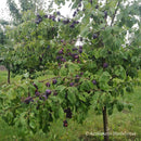 Slyva Čačana Rana (vazone)-6