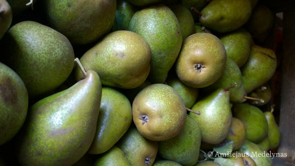 Kriaušė Ksena Background