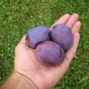 Slyva Čačana Rana (vazone)-1