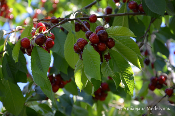Trešnė Lapins (vazone)