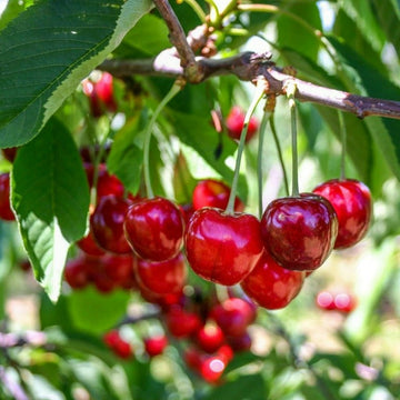 Vyšnia Debrecin (vazone)