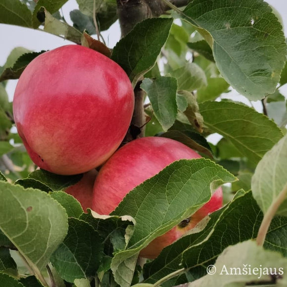 Rudeninė obelis Delikates