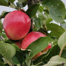 Rudeninė obelis Delikates (vazone)-2