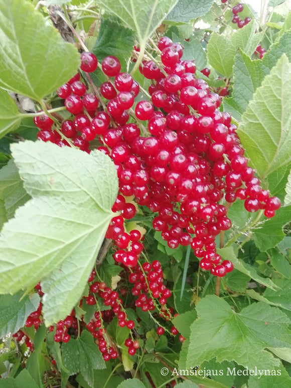 Raudonasis serbentas Detvan (krūmo forma) iš grunto