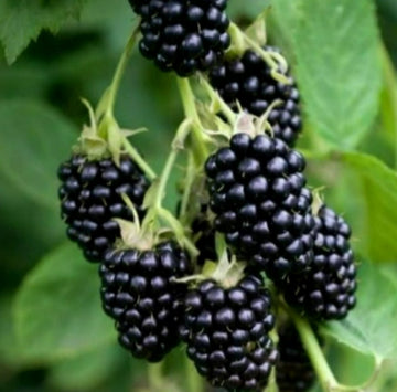 Gervuogė Black Satin