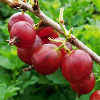 Agrastai