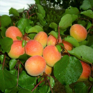 Abrikosas Harcot