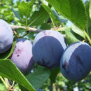 Slyva Herman (vazone)-1