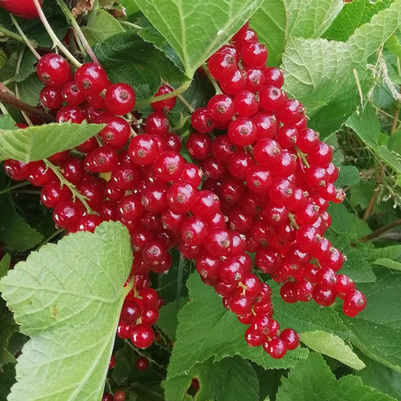 Raudonasis serbentas Detvan (krūmo forma) iš grunto