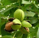 Graikinis riešutmedis Ideal (vazone)-1