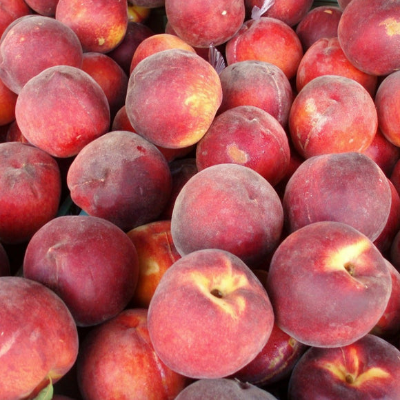 Persikas Inka (vazone)