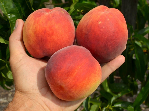 Persikas Inka (vazone)