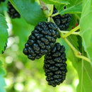 Juodasis šilkmedis (svyranti forma)-1