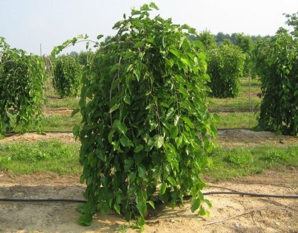 Juodasis šilkmedis (svyranti forma)