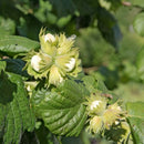 Lazdynas Katalonski (dvimetis vazone)-1