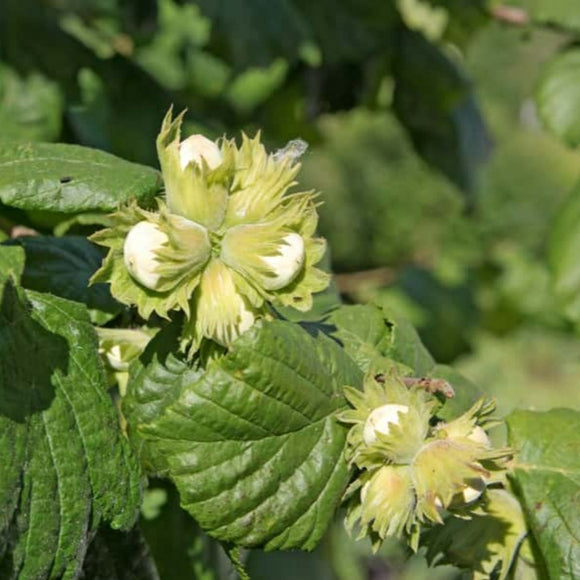 Lazdynas Katalonski (dvimetis vazone)