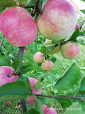 Vasarinė obelis Konfetnoje