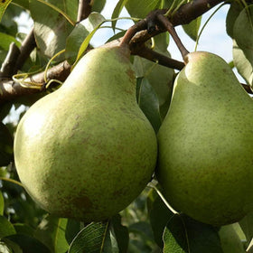 Kriaušė Ksena (vazone)