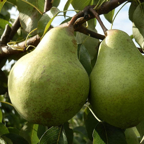 Kriaušė Ksena (vazone)