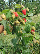 Remontantinės avietės (pakuotė 5 vnt. + 1 vnt. dovanų)-10