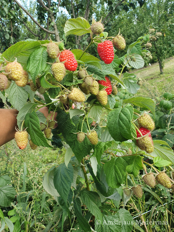 Remontantinės avietės (pakuotė 5 vnt. + 1 vnt. dovanų)