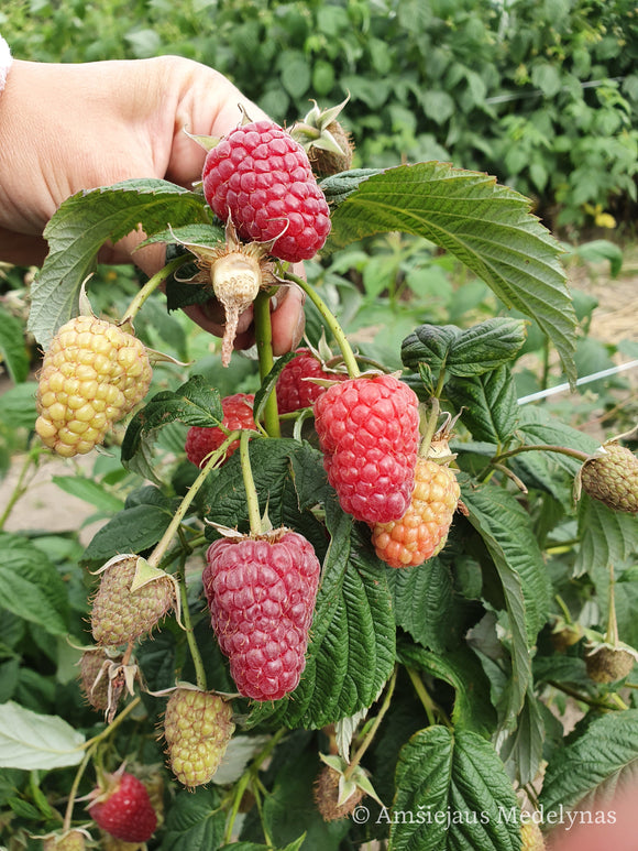 Remontantinės avietės (pakuotė 5 vnt. + 1 vnt. dovanų)