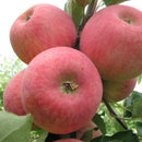 Vasarinė obelis Piros-3