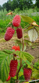 Vasarinė avietė Przehyba (pakuotė 5 vnt. + 1 vnt. dovanų)-11