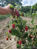 Vasarinė avietė Przehyba (pakuotė 5 vnt. + 1 vnt. dovanų)-16