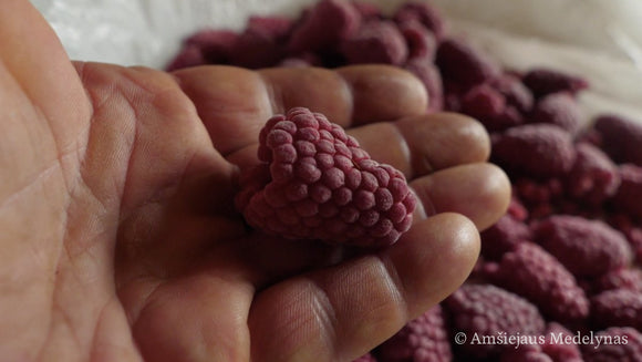 Vasarinė avietė Przehyba (pakuotė 5 vnt. + 1 vnt. dovanų)