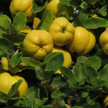 Cidonijos
