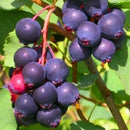 Medlieva Prince William-1