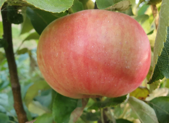 Koloninė obelis Šarlotė (vazone)