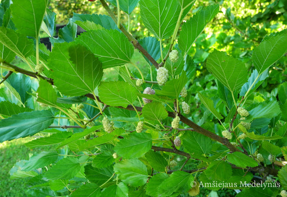 Baltasis šilkmedis (medžio forma)