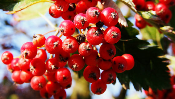 Švediškas šermukšnis Intermedia (vazone)