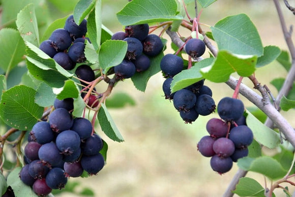 Medlieva Prince William