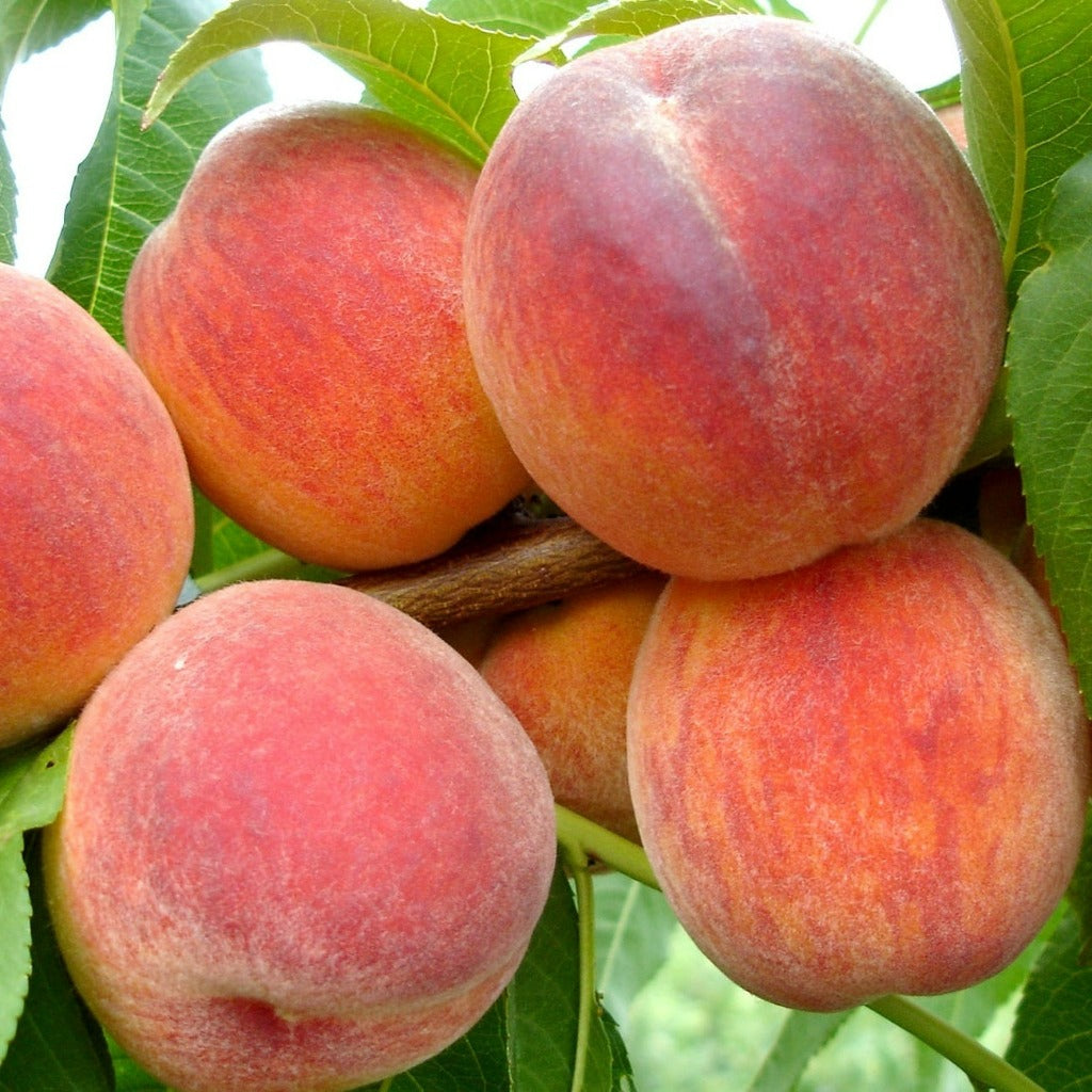 Dvimečiai vaismedžiai iš grunto