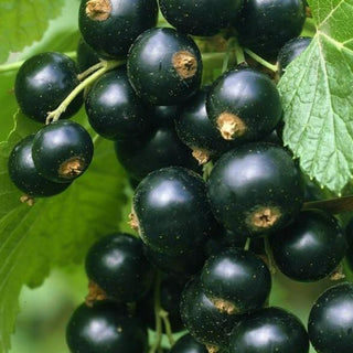 Juodasis serbentas Tisel (krūmo forma) vazone
