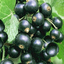 Juodasis serbentas Titanija (kamieninis) vazone-1