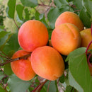 Abrikosas Goldrich-1